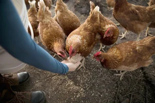 Zoológico de Brasília seguirá fechado após novo caso suspeito de gripe aviária