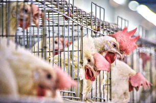 China veta importação de todos os produtos relacionados a aves do Brasil