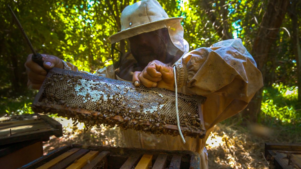 O que é apicultura? Saiba tudo sobre o cultivo de abelhas