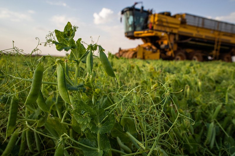 Plantio: o que é e qual é a sua importância para o agronegócio?