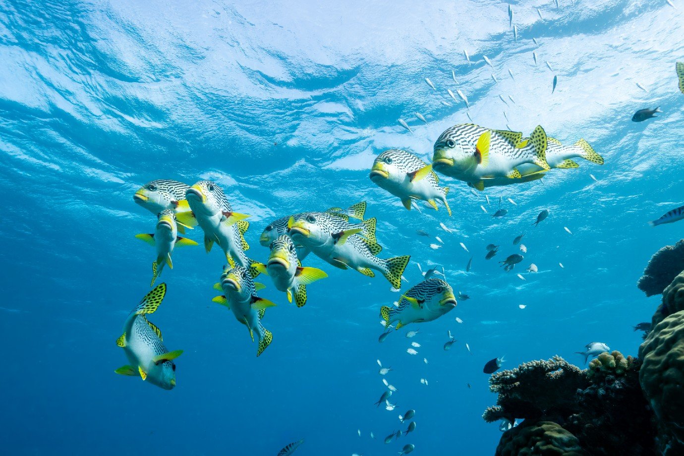 Peixes no espaço? Projeto quer levar o alimento para astronautas na Lua e gerar menos lixo