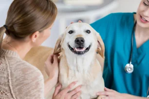Imagem referente à matéria: Mais de 620 mil animais já têm RG oficial; veja como cadastrar seu pet