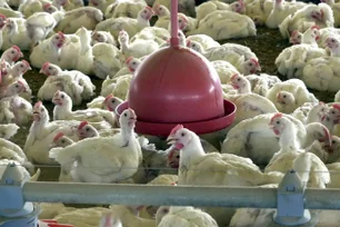 Imagem referente à matéria: Sem novos casos em granjas comerciais, Brasil vai se declarar livre de gripe aviária amanhã